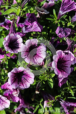 Garden petunia hybrid (Petunia Ã— atkinsiana) in garden, blooming in spring Stock Photo